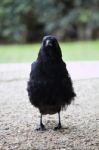 Lonely Crow Bird Stock Photo