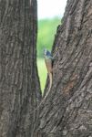 Chameleon On A Tree Stock Photo