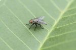 House Fly Stock Photo