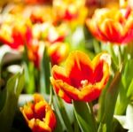 Tulip Stock Photo