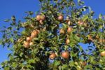 Apples On The Tree Stock Photo