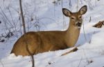 Beautiful Isolated Image Of A Wild Deer In The Forest On The Snow Stock Photo