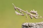 Empusa Pennata Insect Stock Photo