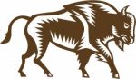 American Bison Woodcut Stock Photo