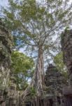 Angkor Ta Prohm In Cambodia Stock Photo