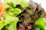 Fresh Vegetable Salad Stock Photo