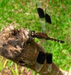 Brown Dragonfly Stock Photo