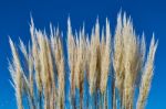 Reed Against The Blue Sky Stock Photo