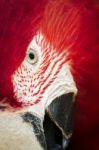 Beautiful Scarlet Macaw Parrot Stock Photo