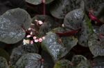 Begonia "party Blanc" (semperflorens) Stock Photo