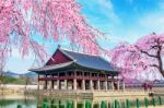 Gyeongbokgung Palace With Cherry Blossom In Spring,south Korea Stock Photo