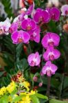 Pink Orchid Stock Photo