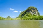 Mangrove Forest Krabi Stock Photo