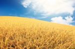 Rice Field Scene Stock Photo