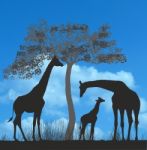 Giraffes On The African Savannah Stock Photo