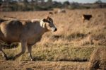 Cute Cows In The Countryside During The Day Stock Photo