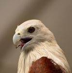 Brahminy Kite Stock Photo