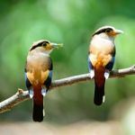 Silver-breasted Broadbill Stock Photo