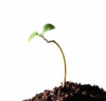 Young Plant With Soil Stock Photo