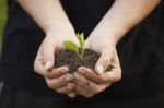 Hands Holding Seedleng Stock Photo