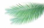 Palm Leaf Isolated On White Background Stock Photo