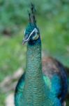 Peacock Colors Stock Photo