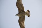 Seagull In Flight Stock Photo