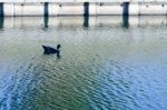 
One Black Duck Struck A Flock Of Swimming In The Single Sculls Stock Photo