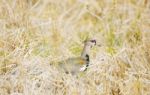 Southern Lapwing Bird Vanellus Chilensis Stock Photo