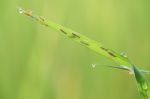 Insect On Green Foliage Background Stock Photo