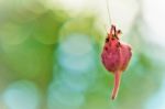 Crepe Myrtle Seed Hanging Stock Photo