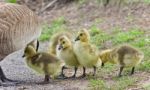 Background With A Family Of Canada Geese Staying Stock Photo