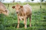 Country Cows Stock Photo