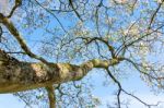 Magnolia Tree Flowering Stock Photo