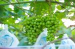 Young Green Grapes Stock Photo