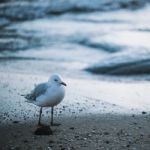 Seagull On The Beach Stock Photo