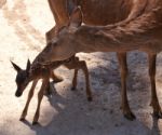 Deer With Fawn In The City Zoo Stock Photo