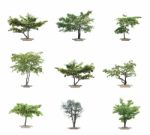 Set Of Trees  Stock Photo