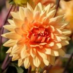 Orange Dahlia Stock Photo