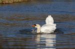 Mute Swan (cygnus Olor) Stock Photo