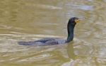 Cormorant Close-up Stock Photo