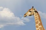 Giraffe - African Wildlife Background - Portrait Of Pattern Stock Photo