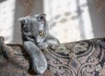 Lop-eared Gray Cat Lying On The Sofa Stock Photo