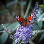 European Peacock Butterfly (inachis Io) Feeding On Buddleia Blos Stock Photo