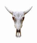 Isolated Bull Skull Stock Photo