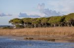 Marshlands In The Algarve Region Stock Photo