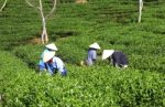 Dalat, Vietnam, July 30, 2016: A Group Of Farmers Picking Tea On A Summer Afternoon In Cau Dat Tea Plantation, Da Lat, Vietnam Stock Photo