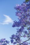 Colourful Blooming Jacaranda Tree Stock Photo