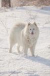 White Dog Samoyed Play On Snow Stock Photo