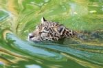 Orange Jaguar Swimming Stock Photo